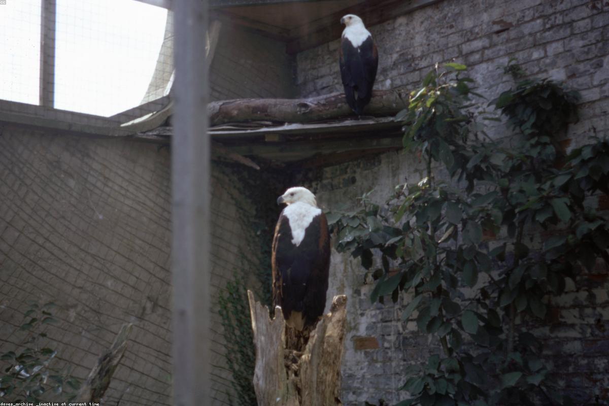 African Fish Eagle on dead branch