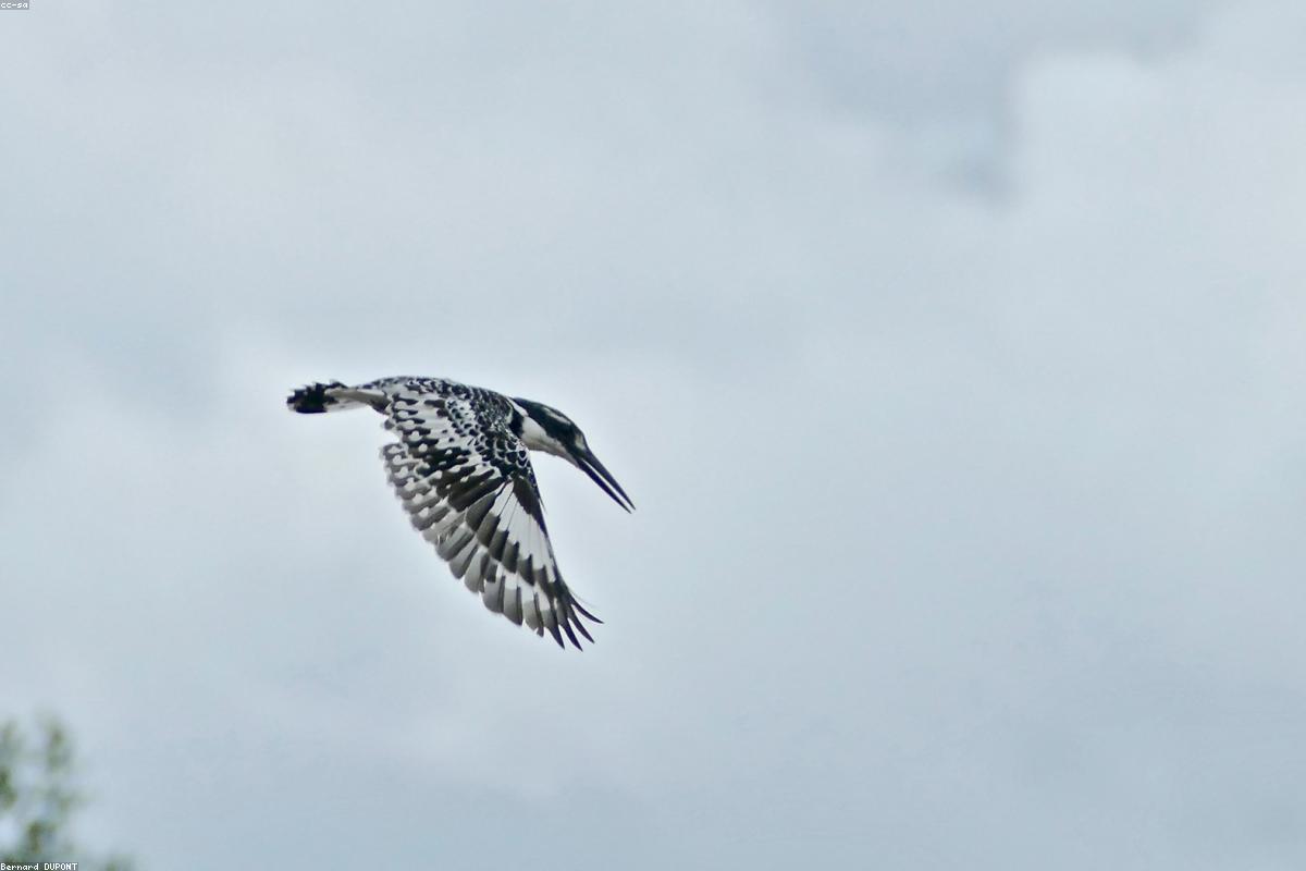 Pied Kingfisher hovering