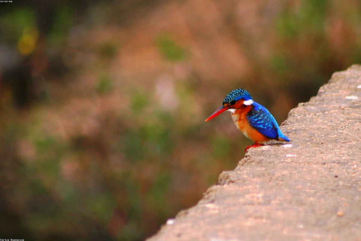 Malachite Kingfisher on reed