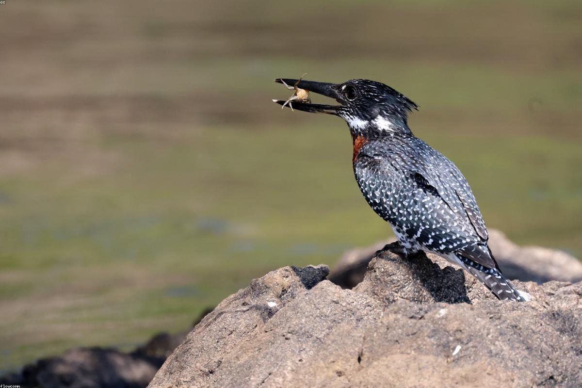 Giant Kingfisher on branch