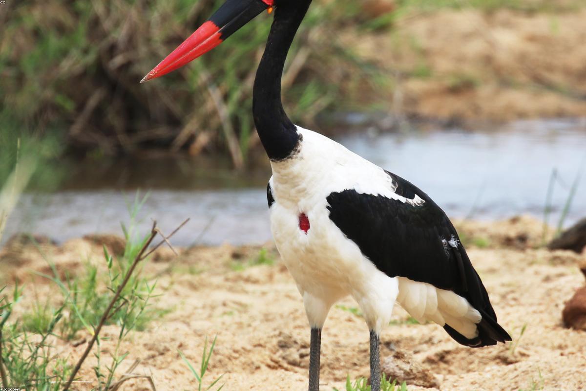 Saddle-billed Stork wading