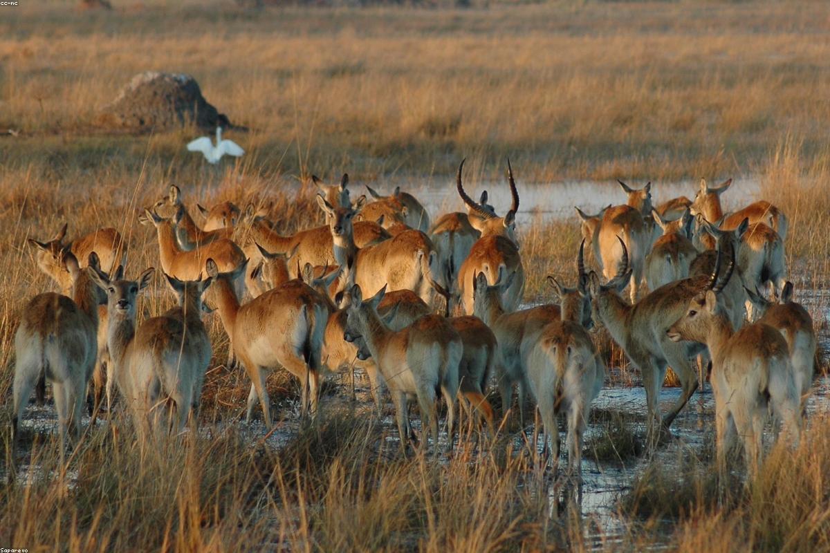 Red Lechwe running through shallows