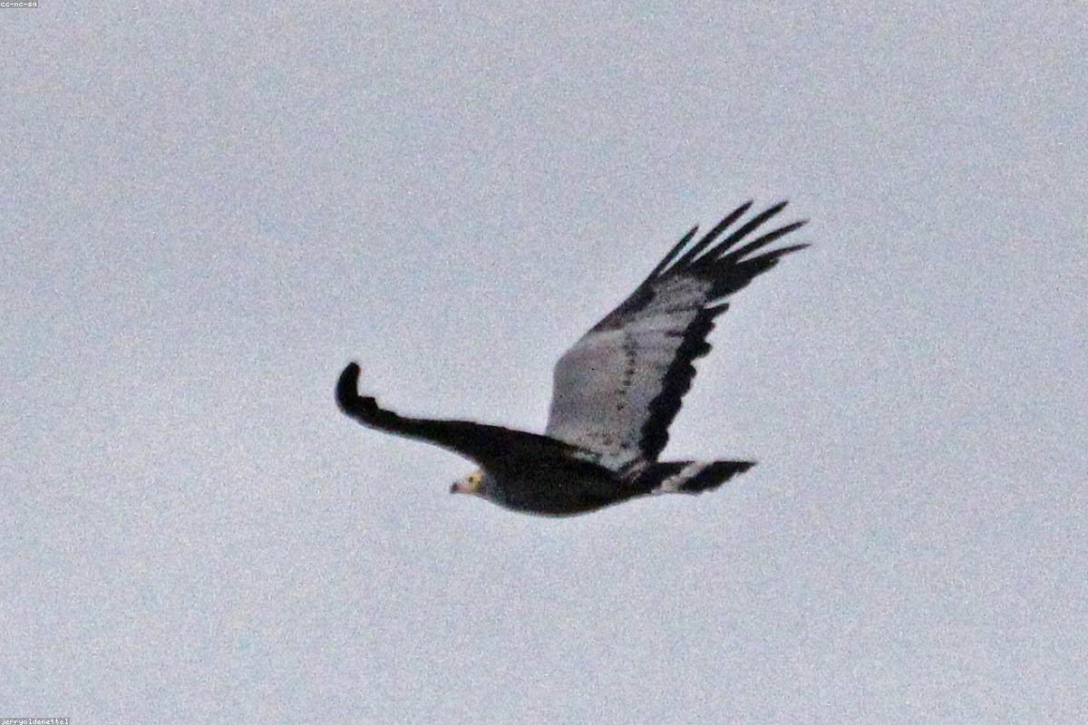 African Harrier-Hawk at weaver nest
