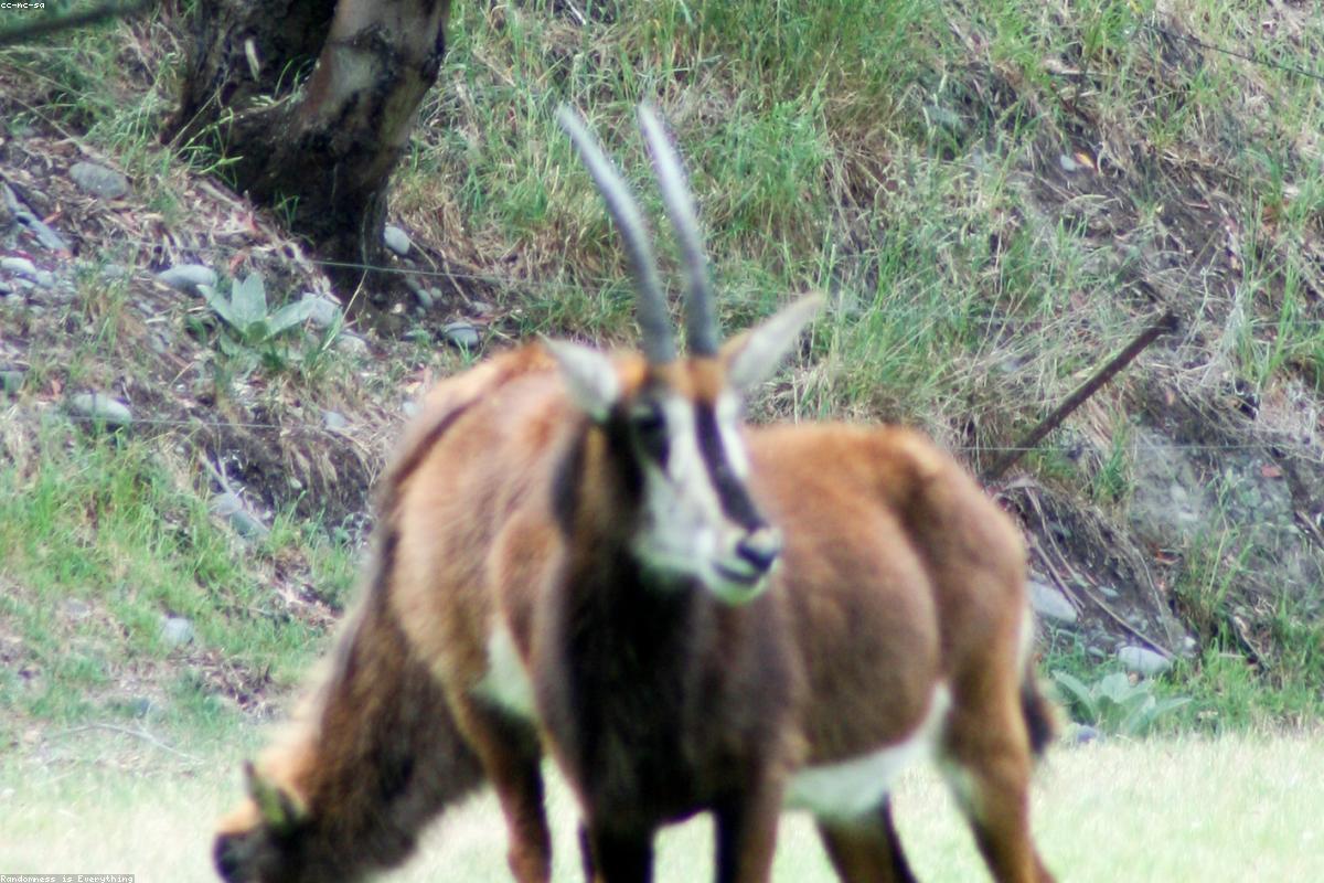 Distant Sable Antelope