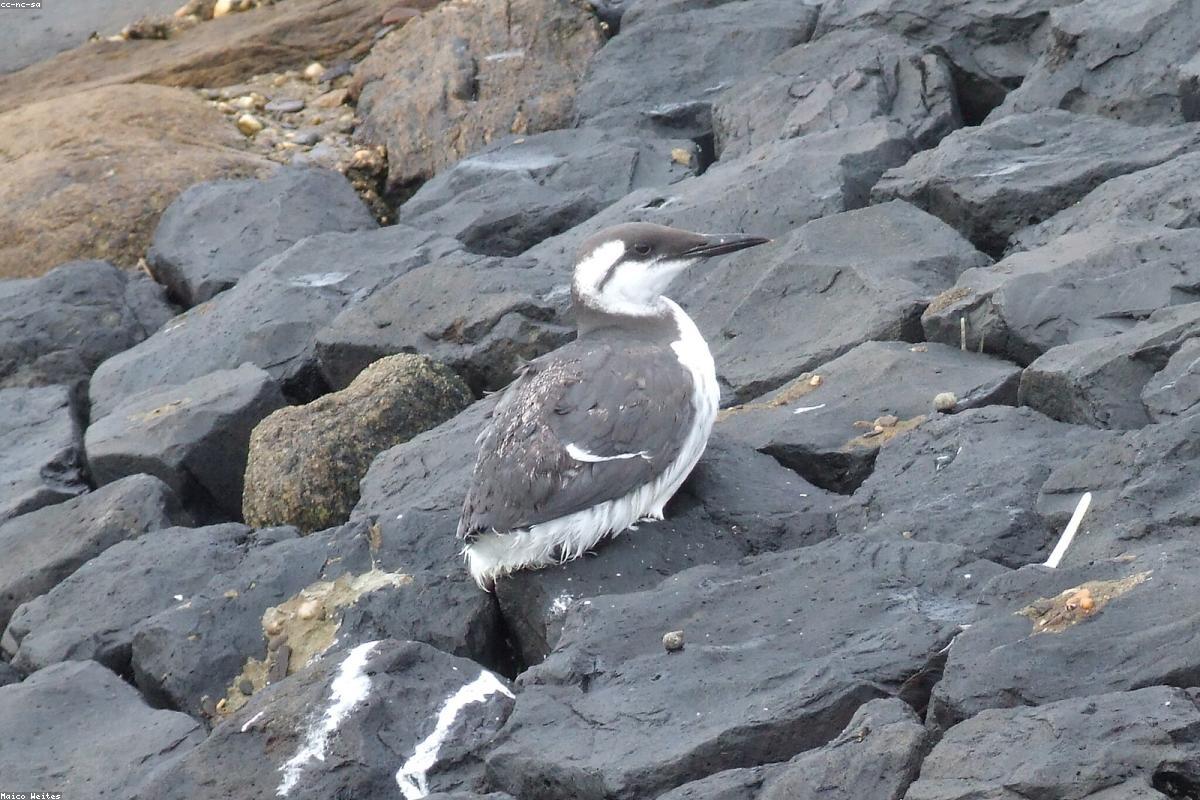 Orkney, skies and seabirds