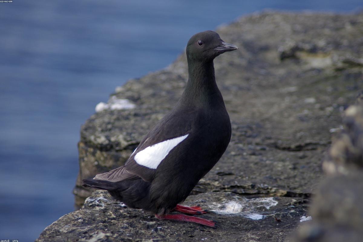 Black Guillemot on dark rock