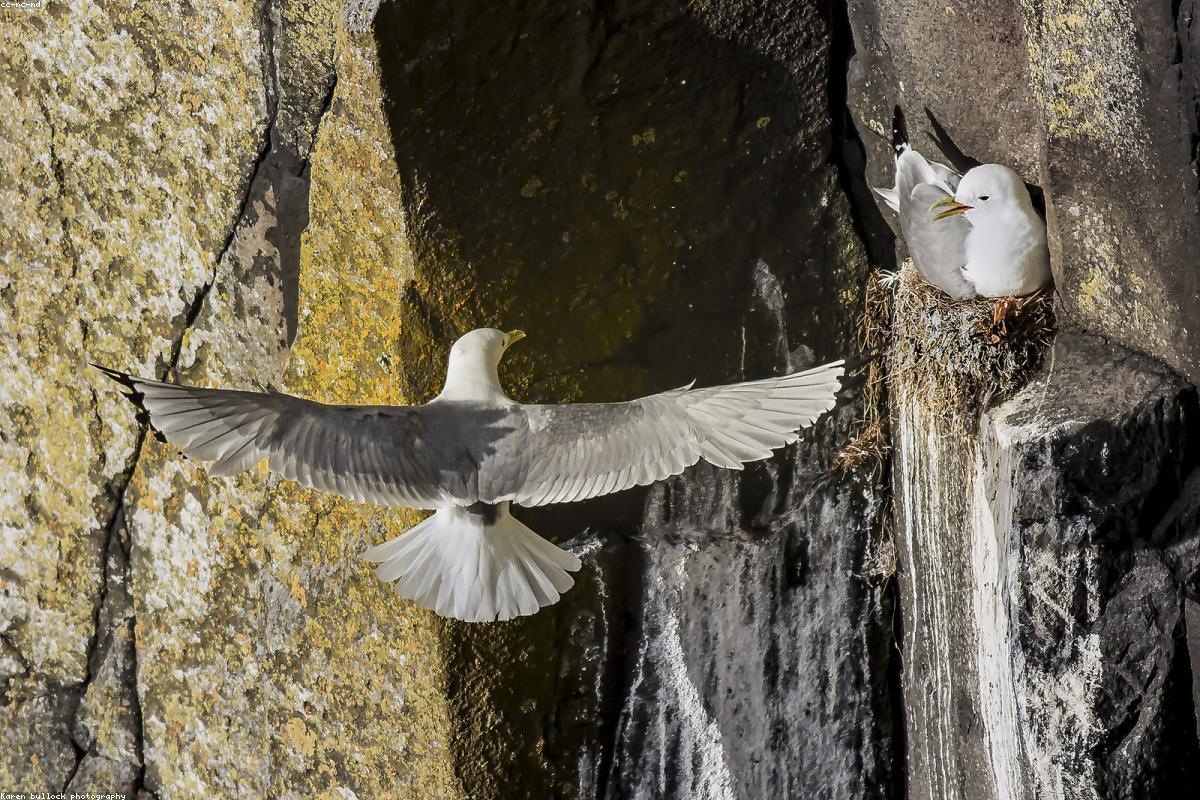 Kittiwake at nest