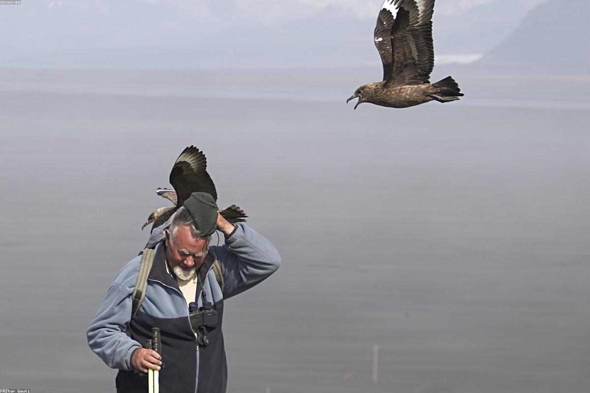 Great Skua banking overhead