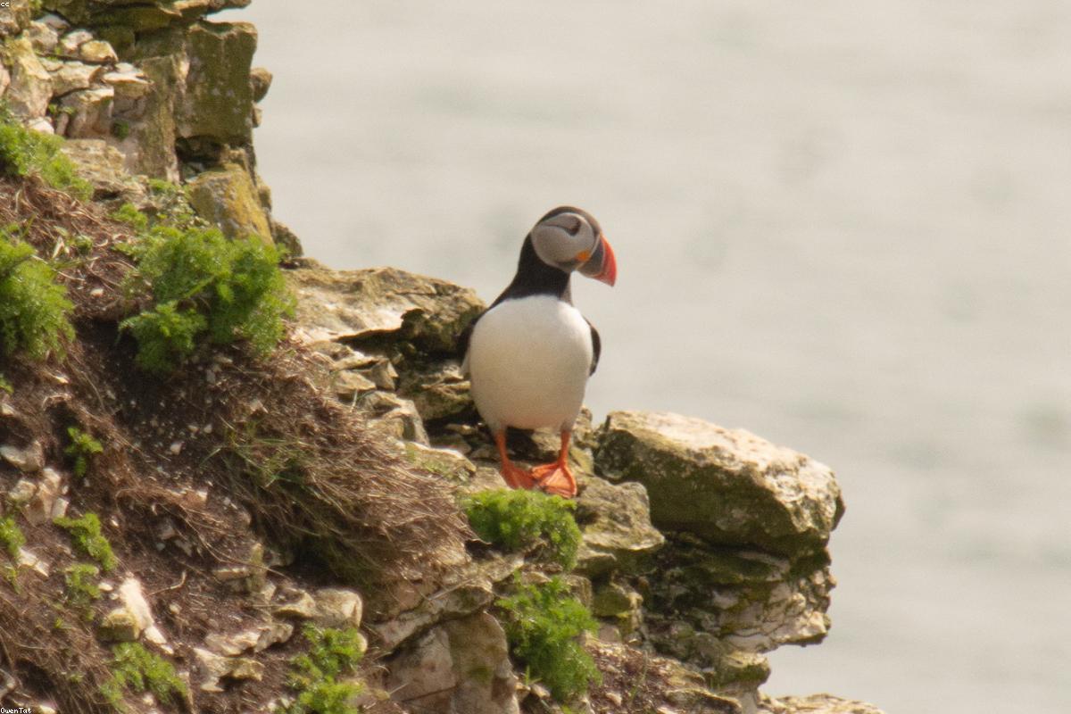 Puffin coming in low with sand eels