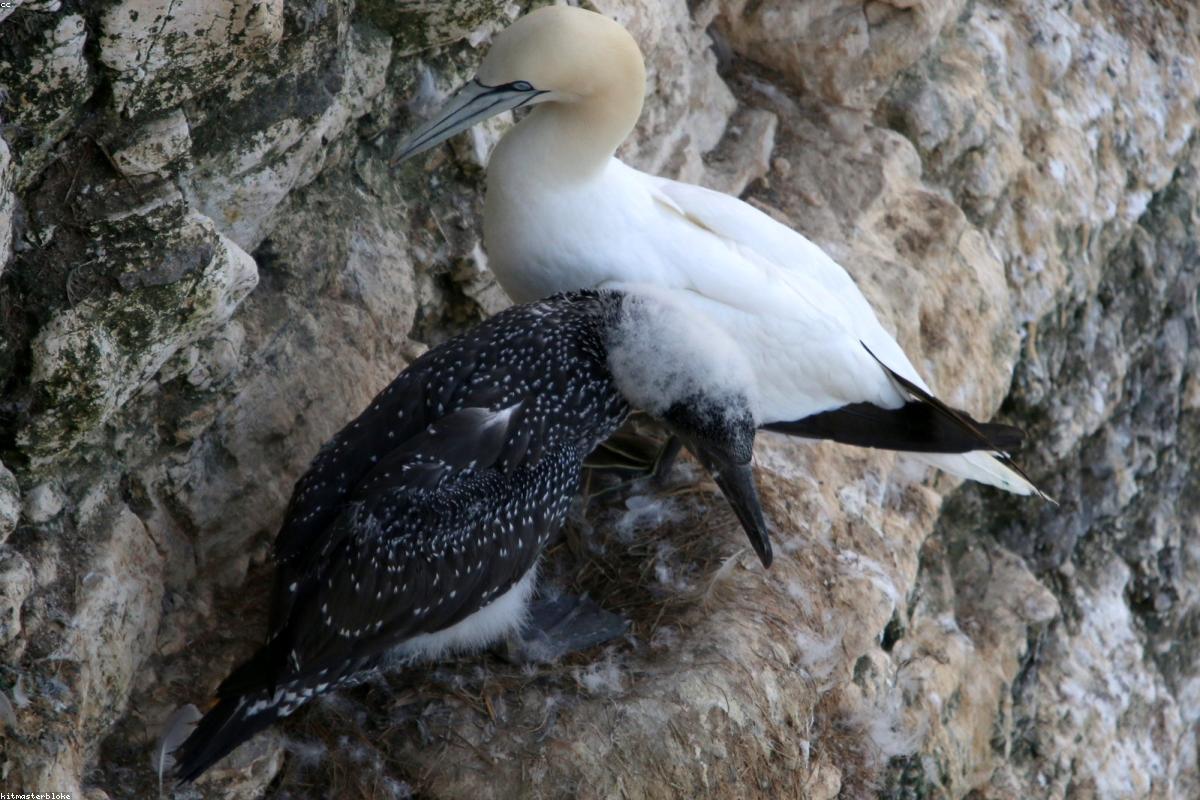 Fulmar gliding along cliff
