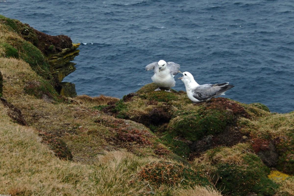 Marwick Head cliff face