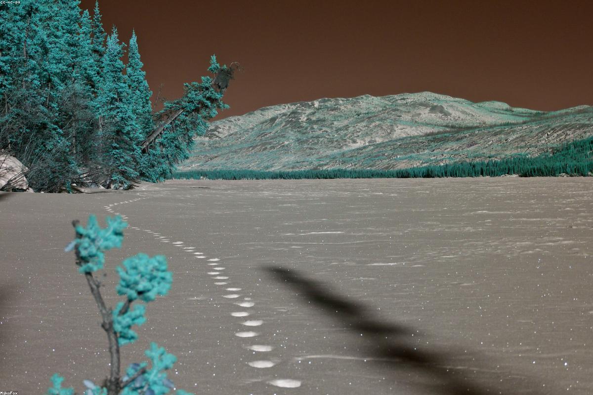 Lynx tracks in powder