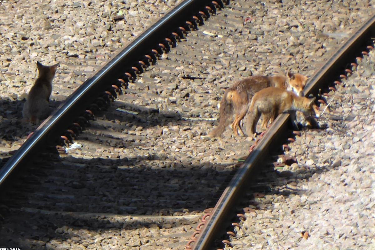 Fox single-line trot