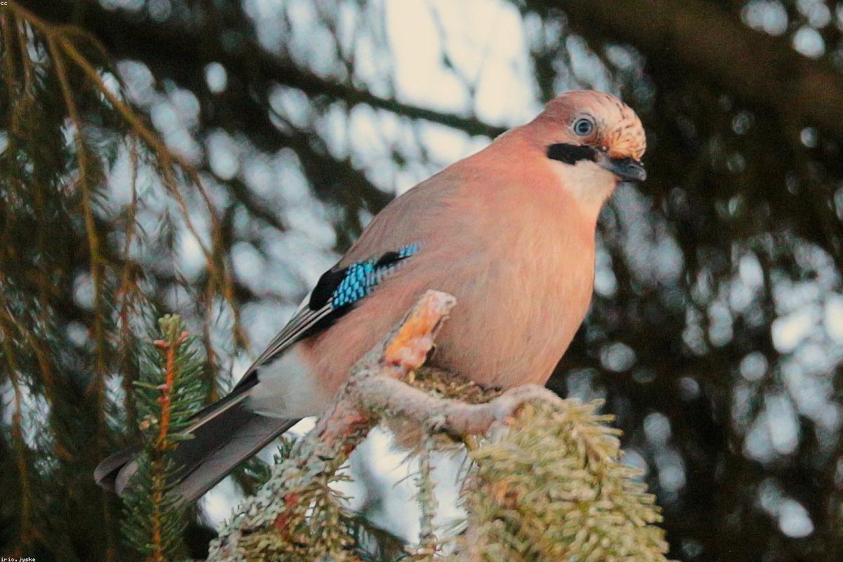 Siberian Jay on hand of guide