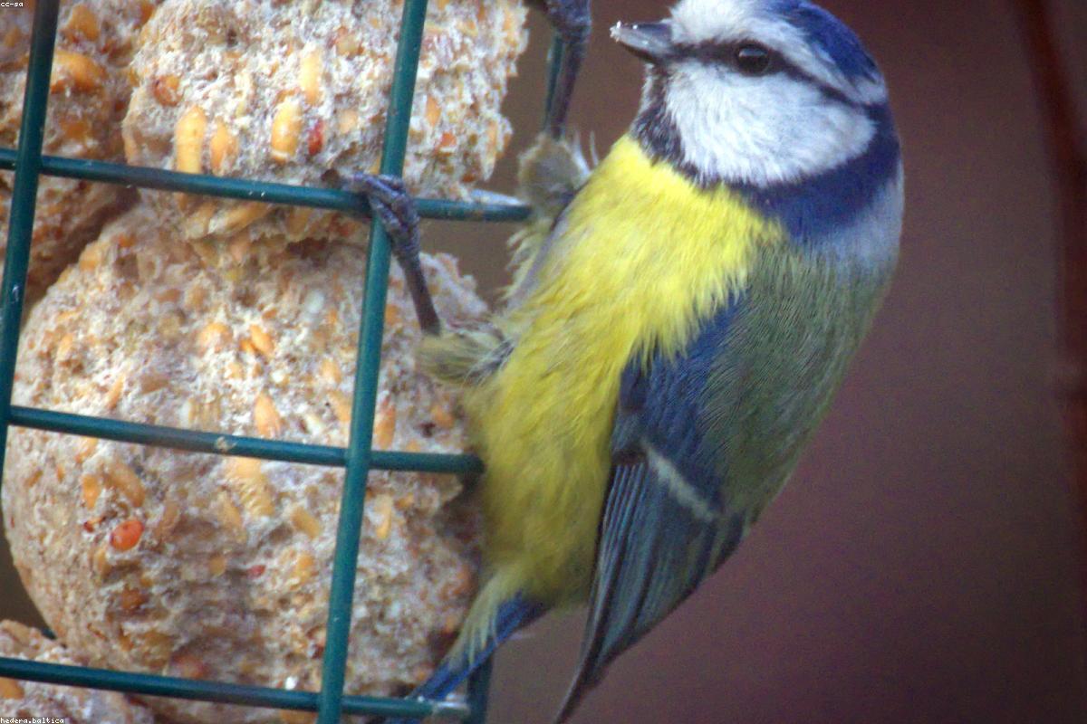 Siberian Tit close-up