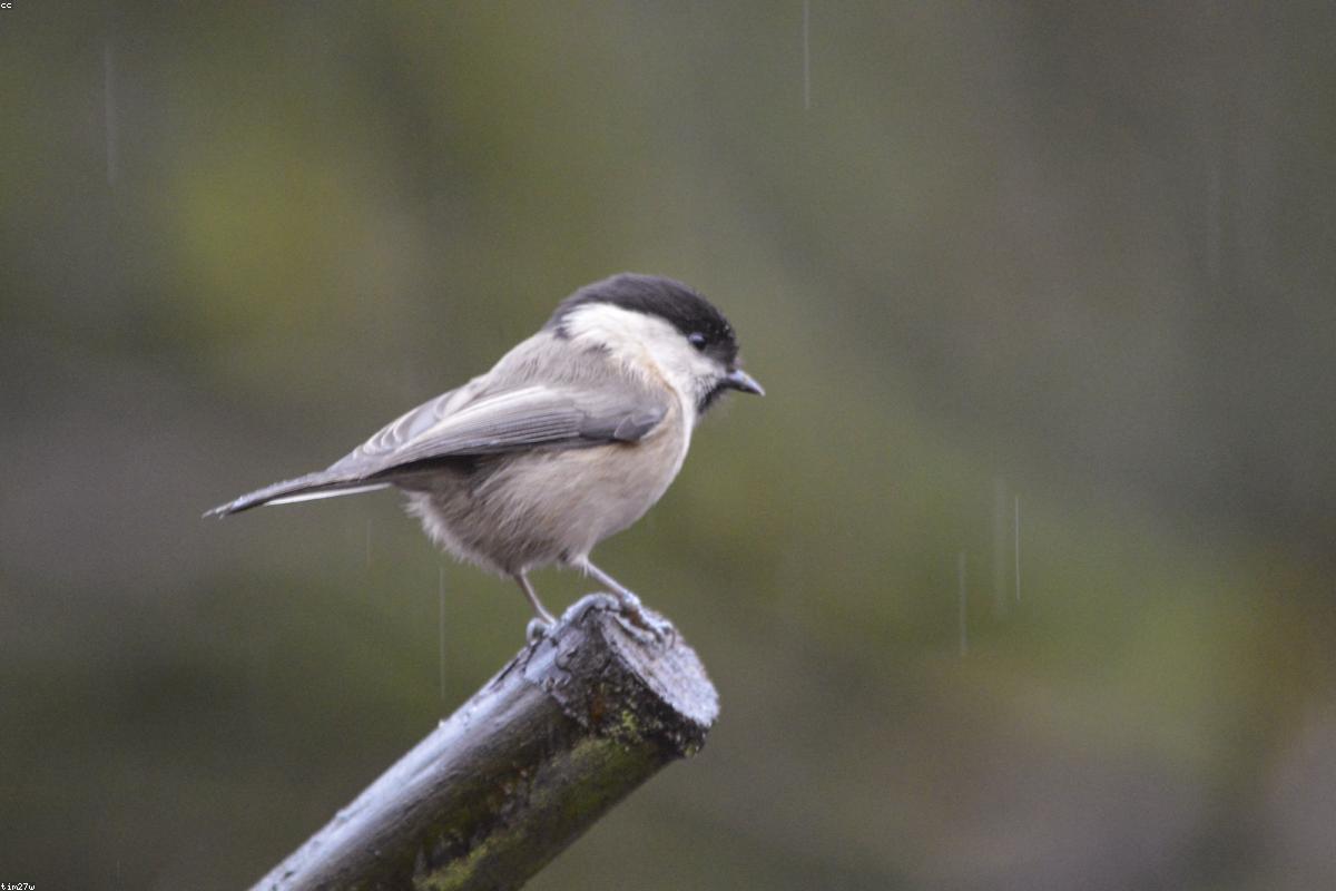 Willow Tit on twig