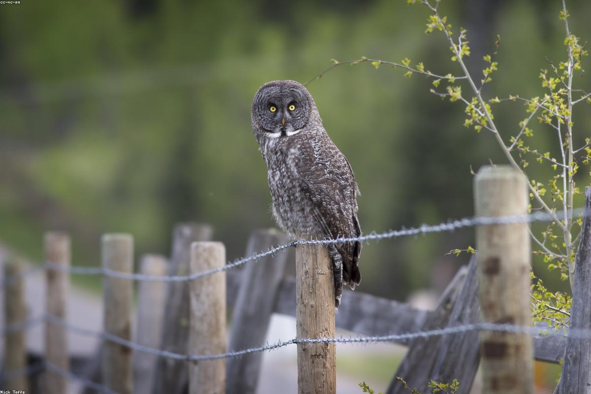 Great Gray Owl across clearing