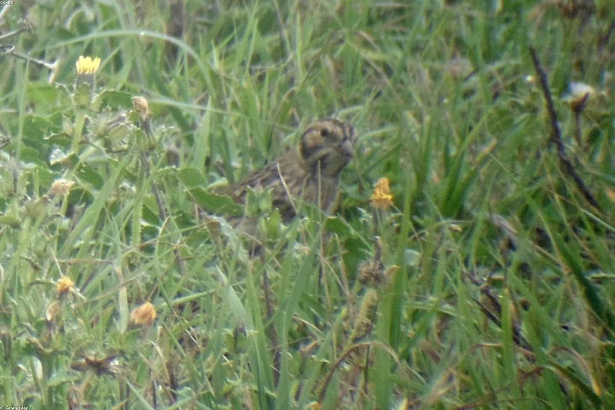 Mccown's longspur with wings up