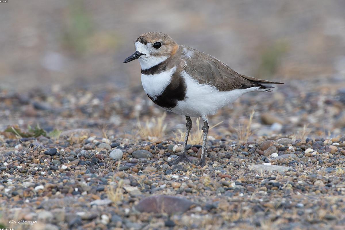 Mountain plover on bare dirt