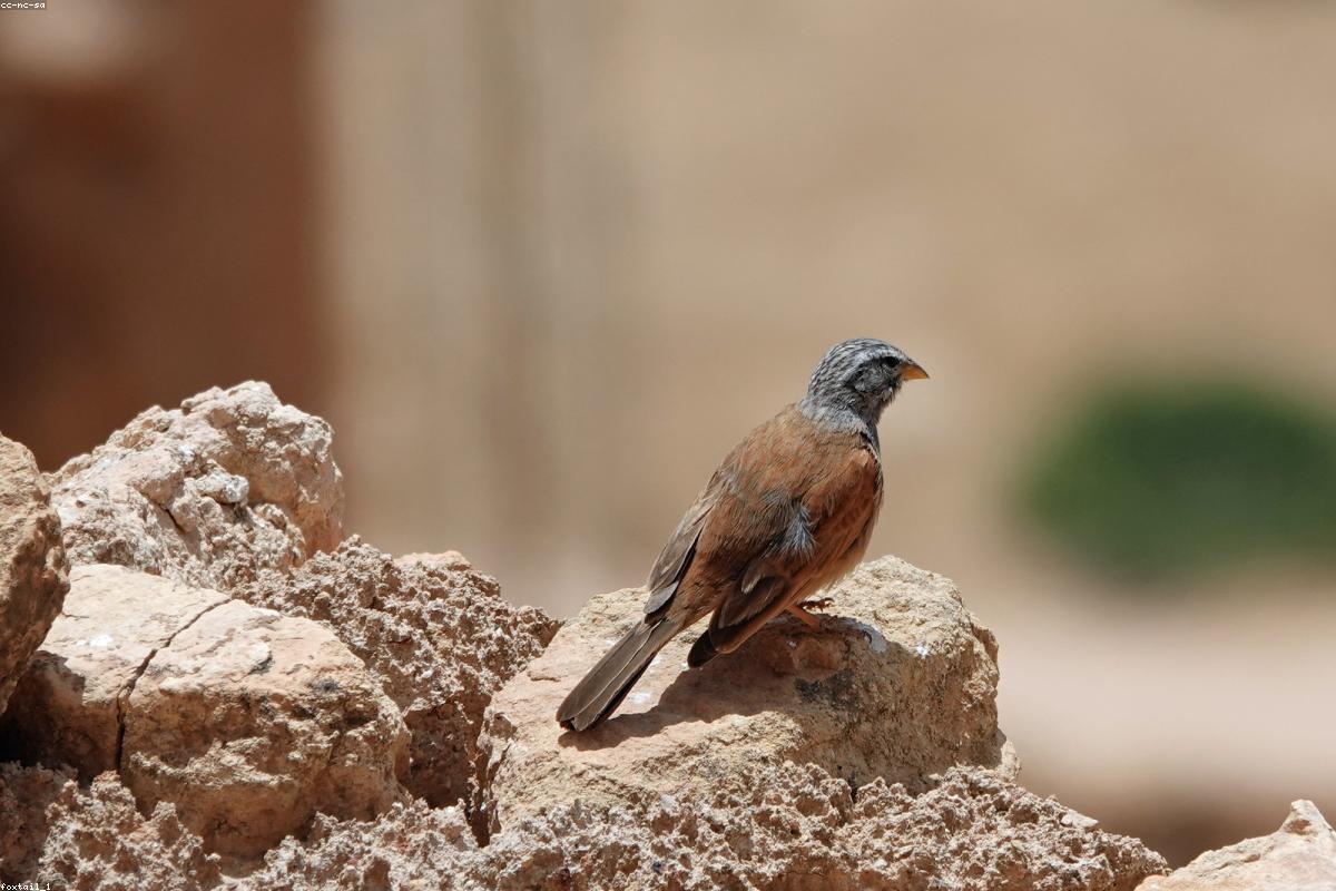 Lark bunting male