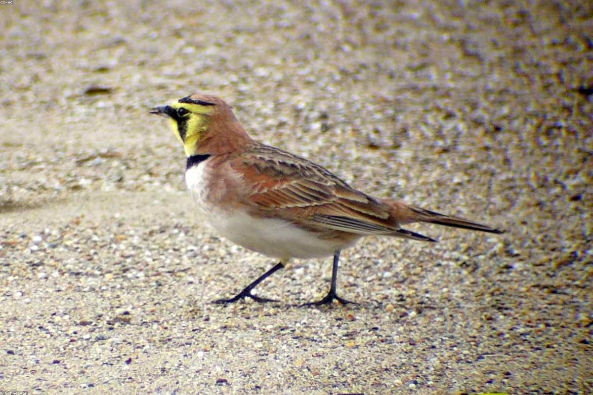 Horned lark on dirt road