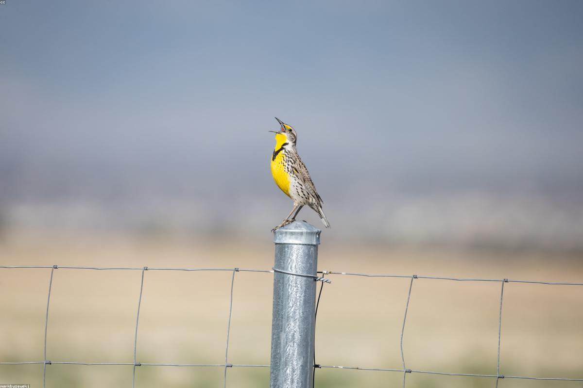 Western meadowlark singing