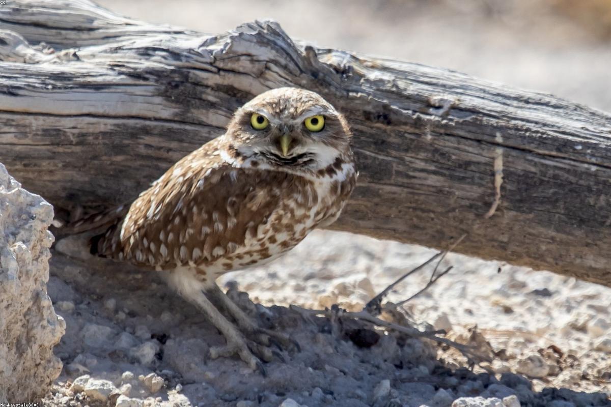 Burrowing owl at burrow