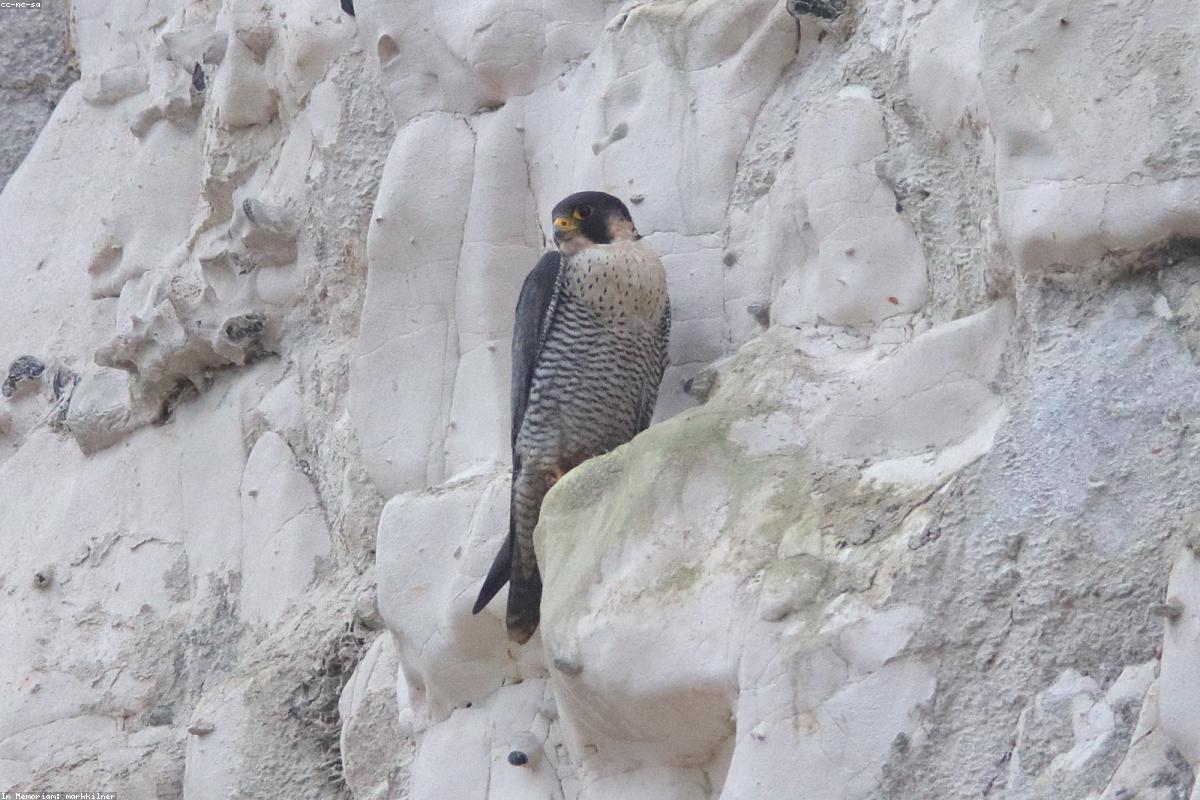 Peregrines over Center City