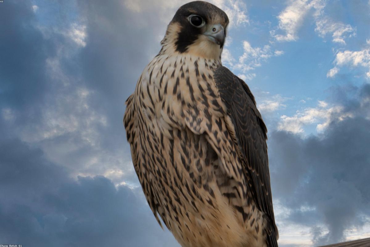 Peregrine in flight against sky