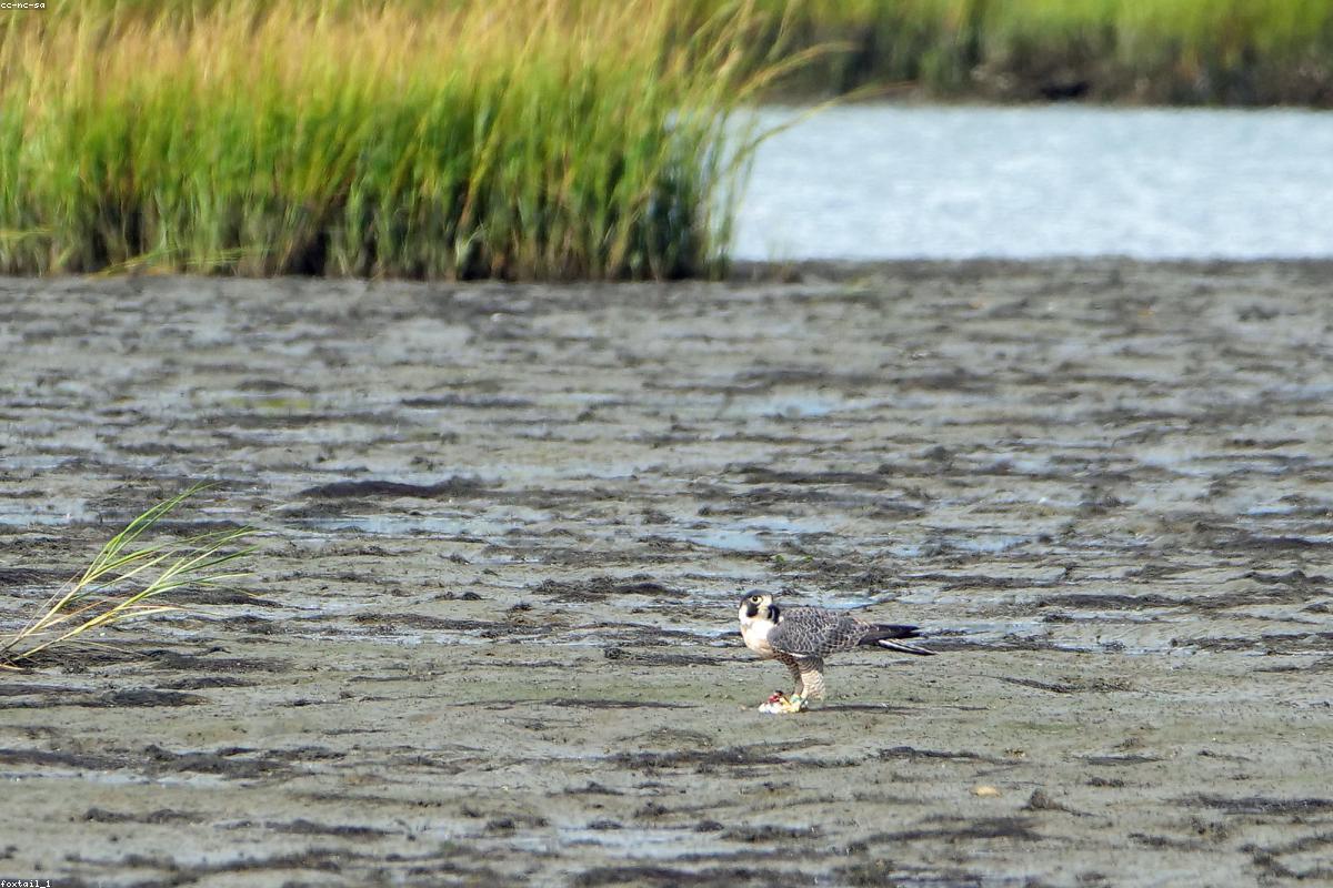 Male Peregrine perched eastern ledge
