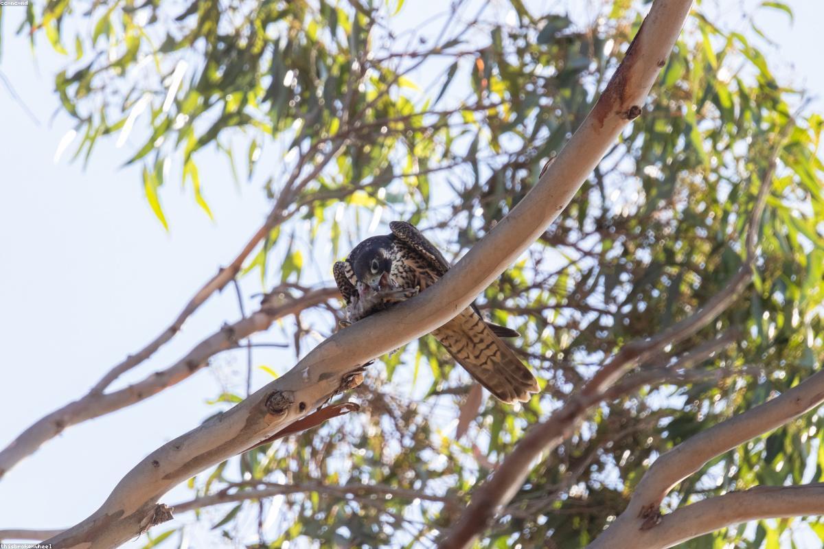 Peregrine banking turn in sky