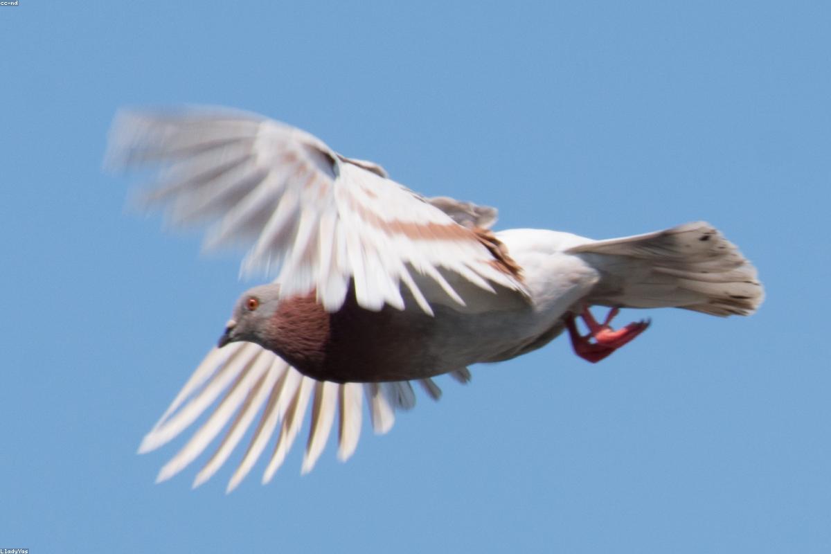 Pigeon flock scattering mid-air