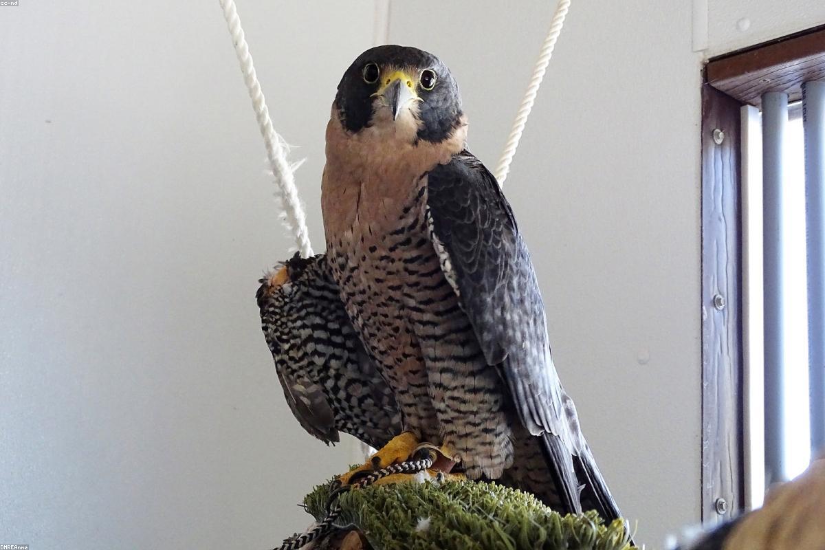 Close-up of peregrine eye and cere