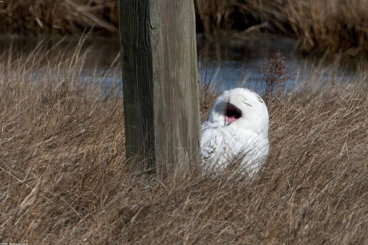Plum Island snowy owl