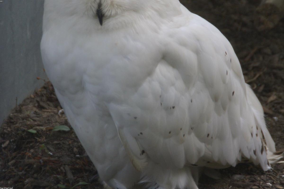 Snowy Owl close crop
