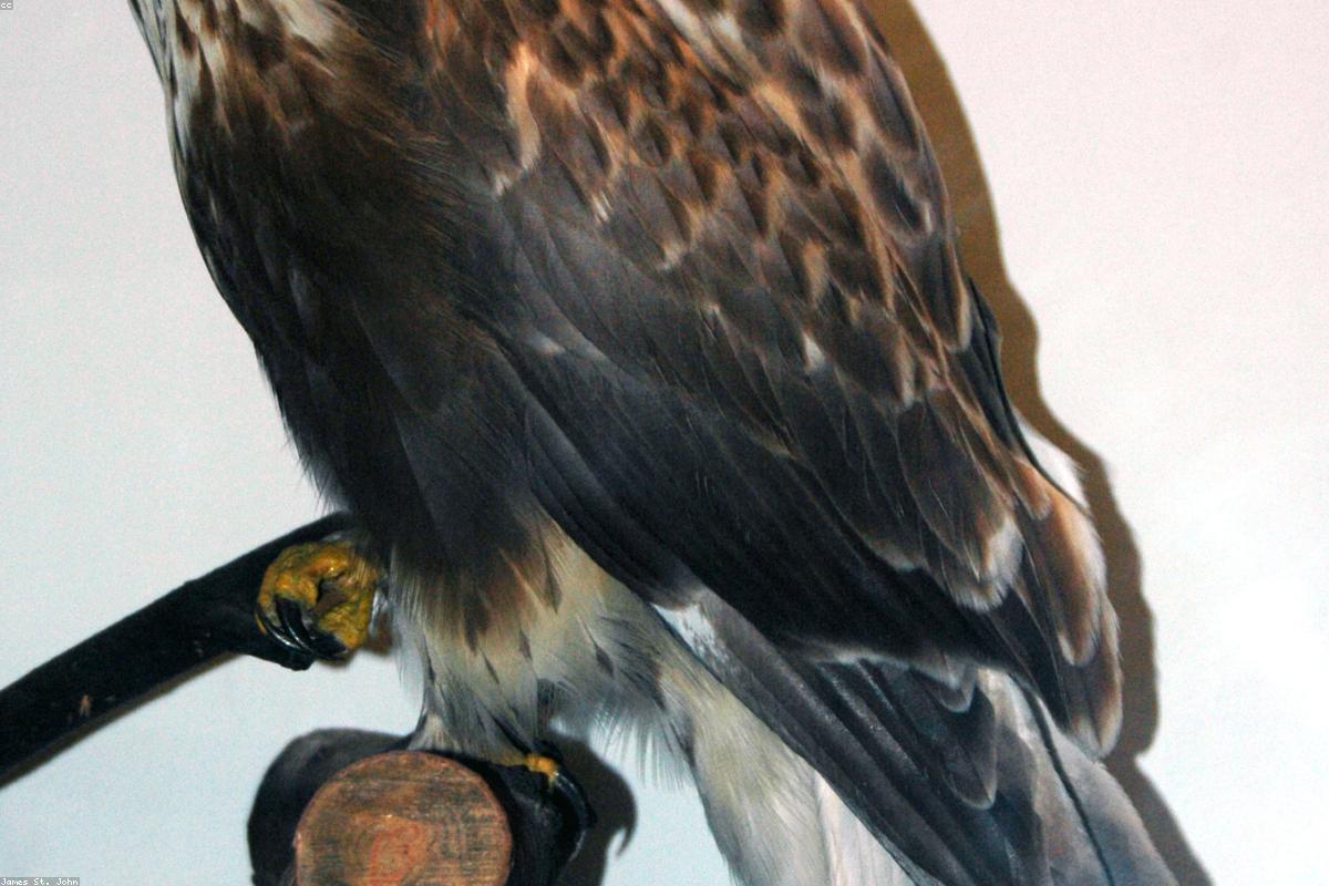 Rough-legged Hawk hovering