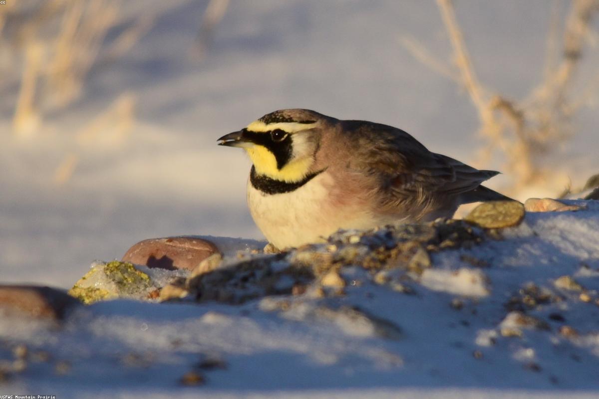 Horned Lark on salt panne edge