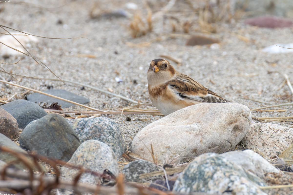 Snow Bunting running along road