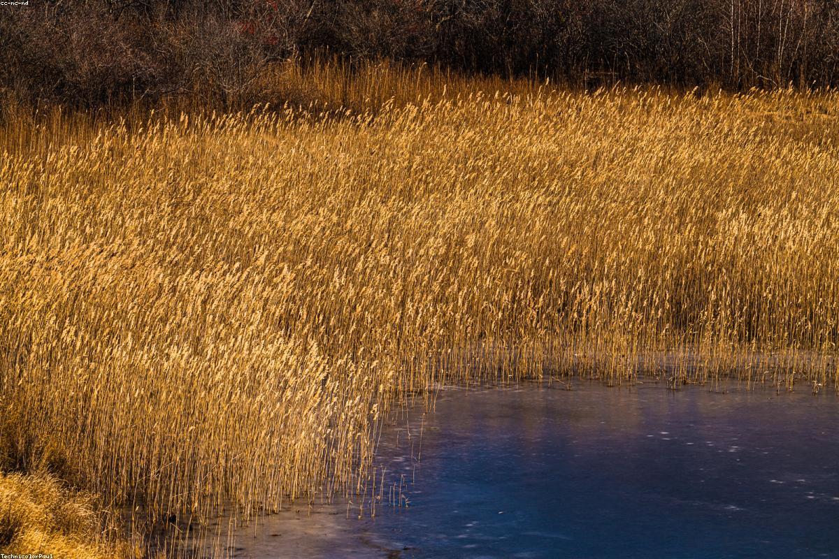 Refuge loop and salt marsh in winter