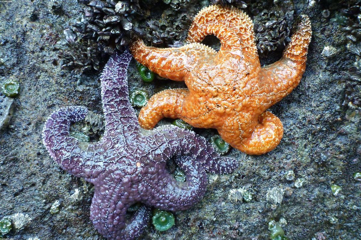 Point Lobos tidepools
