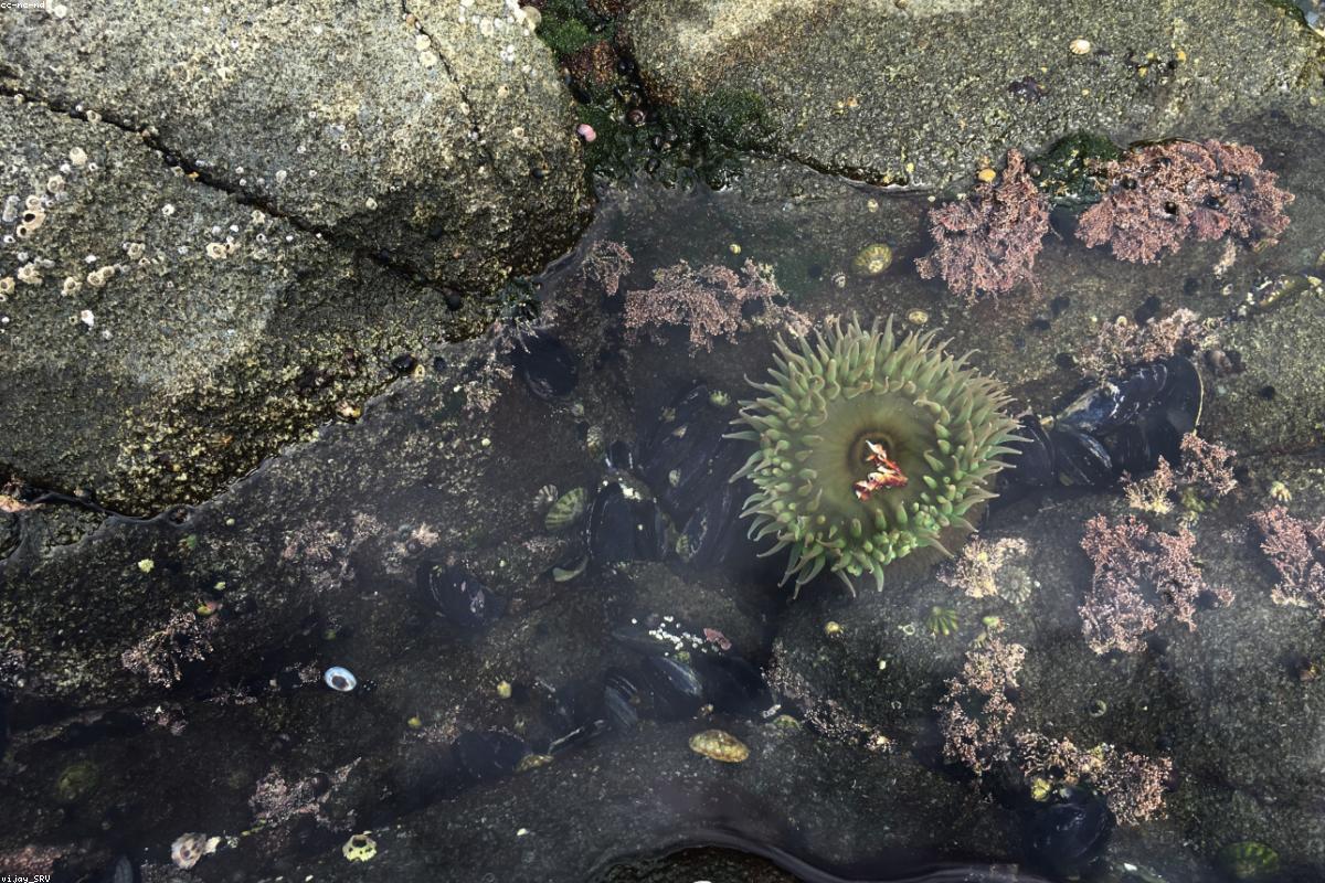 Giant Green Anemone in pool