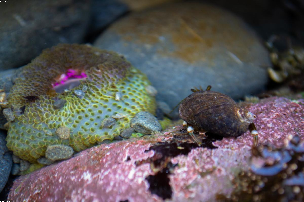 Aggregating Anemones in mat