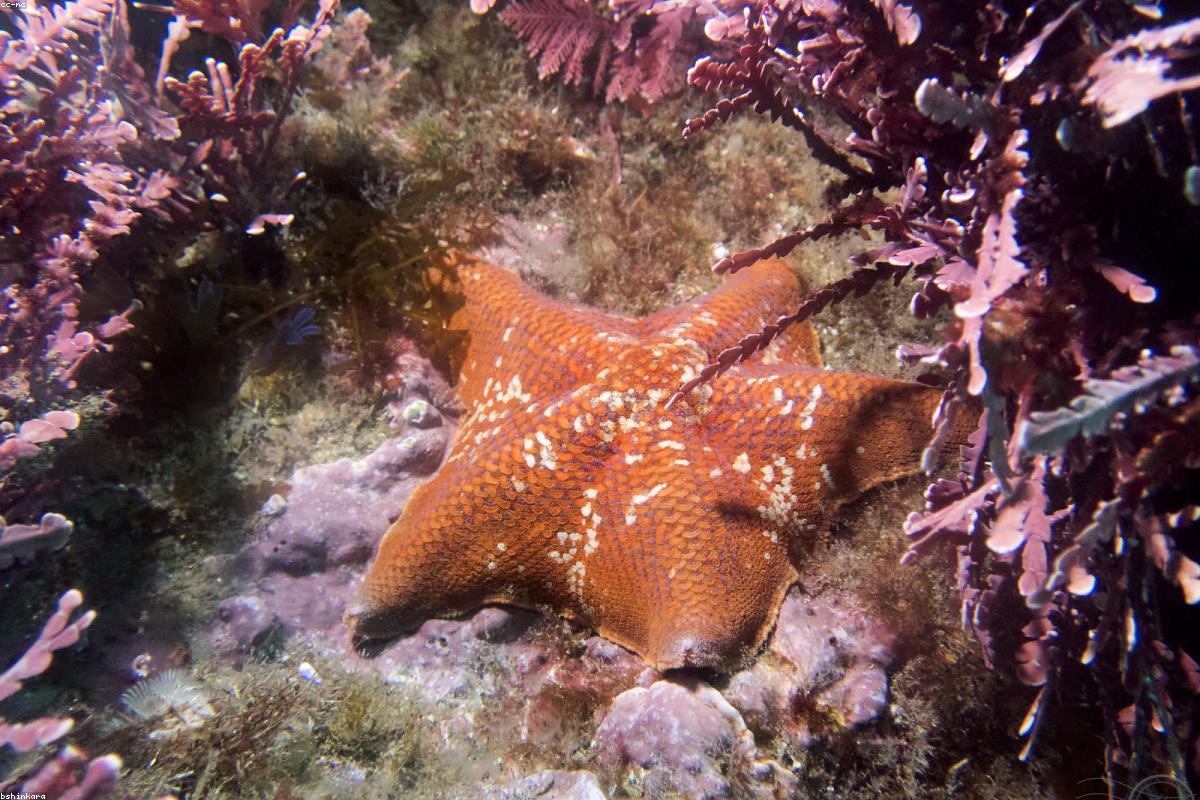 Bat Star on rock