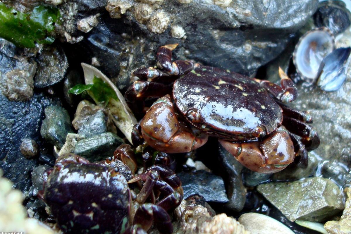 Striped Shore Crab close