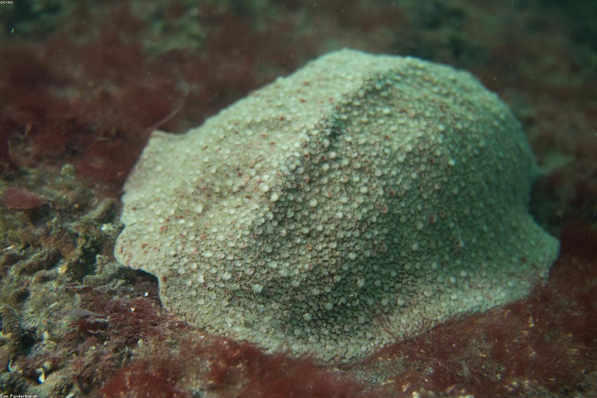 Gumboot Chiton under overhang