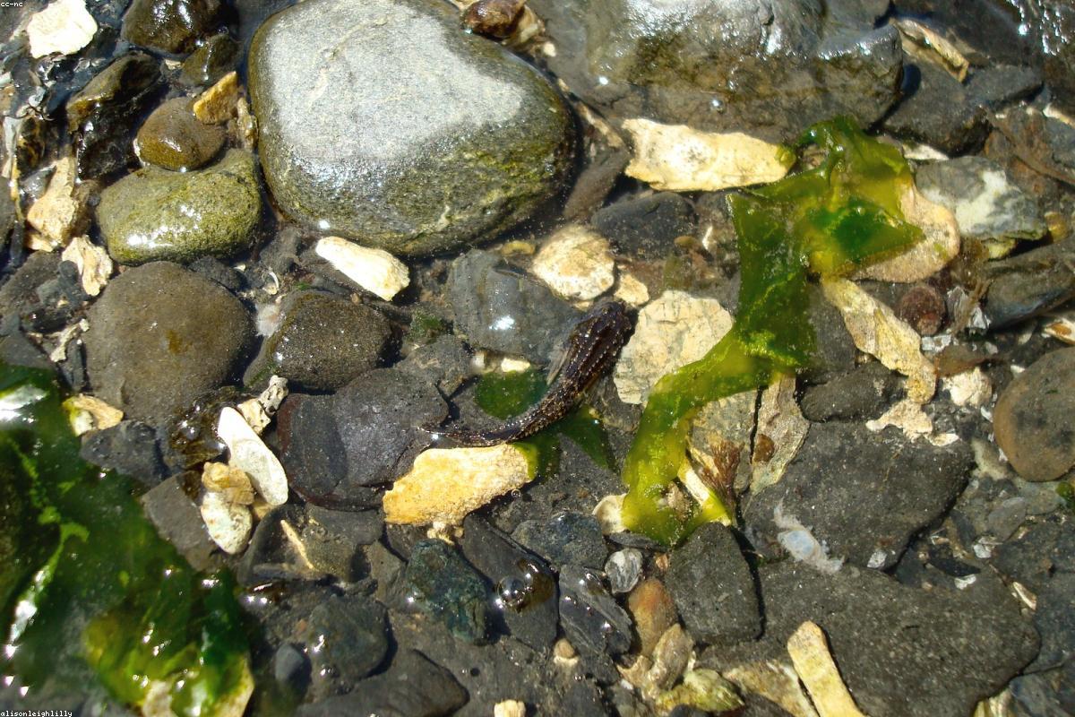 Tidepool sculpin motionless