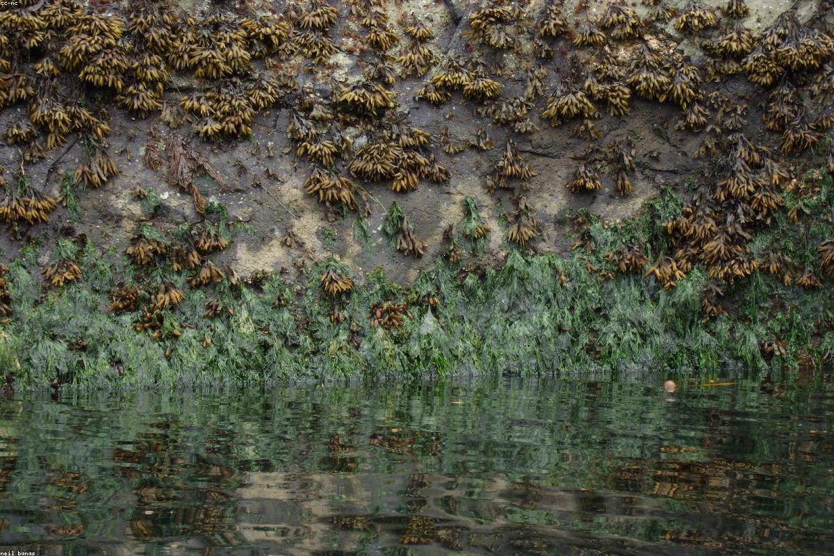 Kelp draped over rock