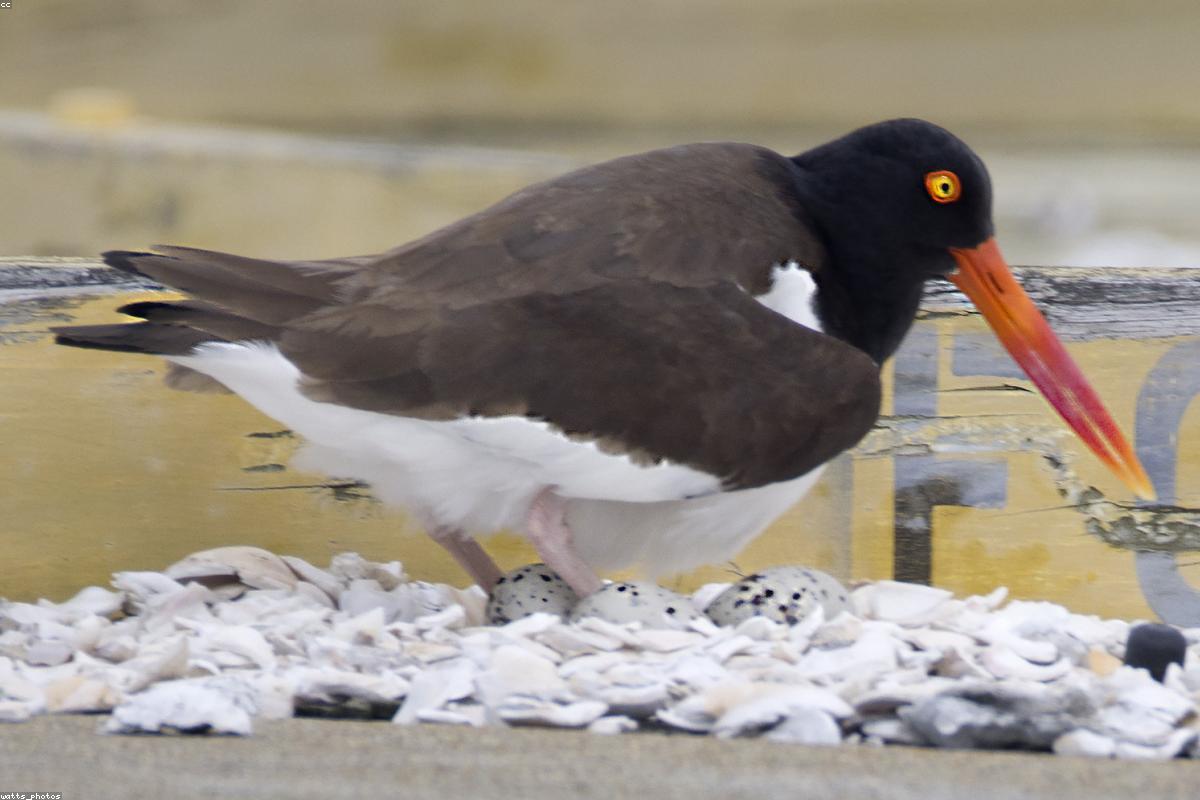 Black oystercatcher on rock