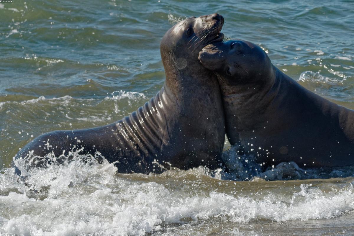 Elephant seal bull on beach