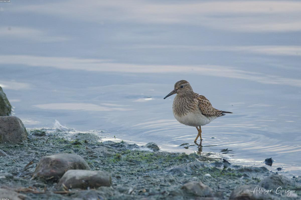 Surfbird on wet rock